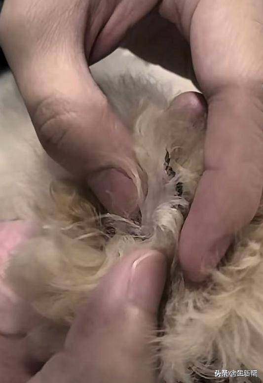 女子高价购买泰迪犬却遭眼线风波，寻找内心平静的旅程