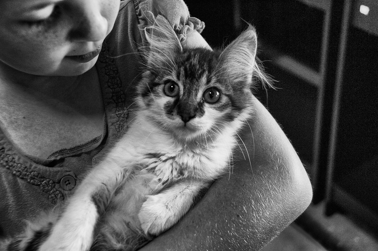 王欣瑜再现猫咪狩猎，一场温馨的日常生活故事