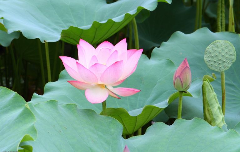 莲花健康最新动态更新，最新消息汇总