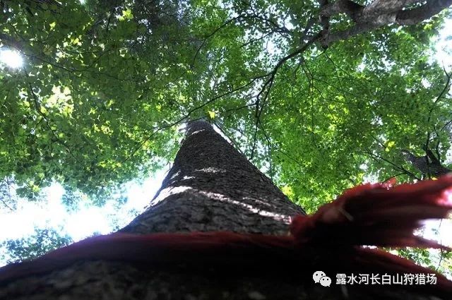 典心最新小说,典心最新小说，探索自然美景的旅行，寻找内心的平和之乐