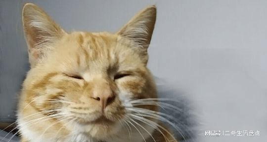 最新橘猫，探秘令人着迷的猫咪世界