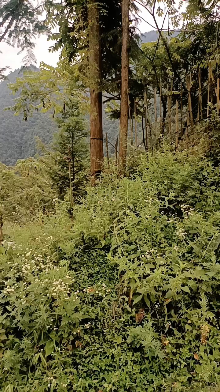 黄柏最新价格，启程自然之旅，探寻内心平和之道