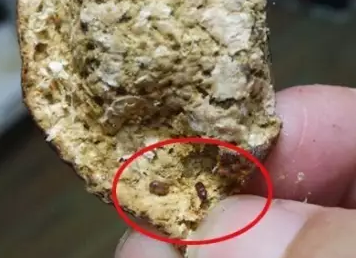陈皮发霉最新处理方法，学习变化，自信应对成就满满的生活技巧