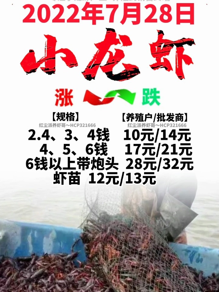 最新小龙虾价格揭秘与行情分析🦞