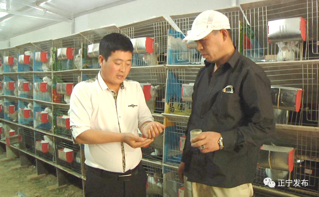 肉兔价格走势分析，最新市场报价、影响因素与行业前景探讨