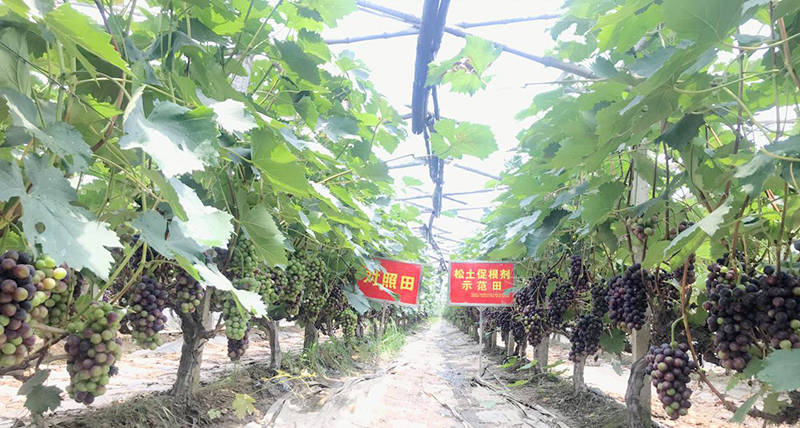 小巷中的绿色宝藏，探索特色小店与最新种植作物