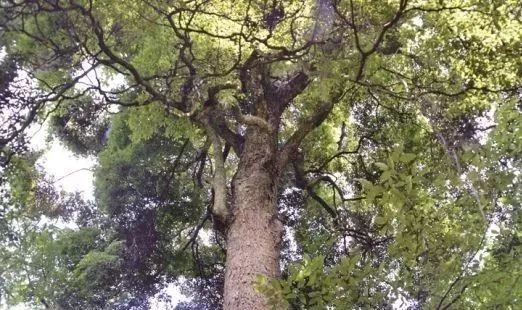 最新桢楠法，法律的新篇章