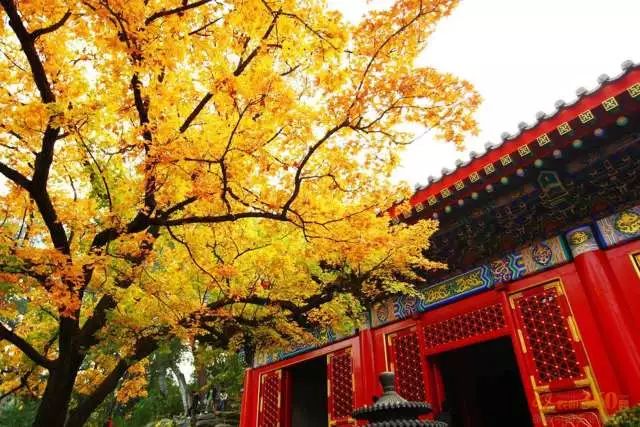 北京香山公园最新变化，美景与内心成长的交融之旅