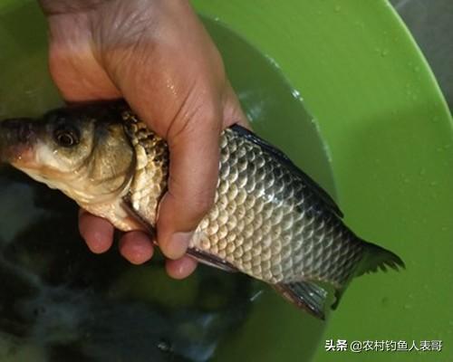 最新台钓法，鱼趣与友情的温馨日常