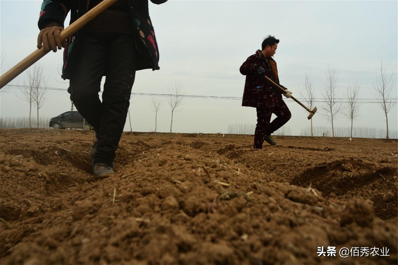 中药材最新价格查询表，掌握市场动态，助力自信成就梦想之路