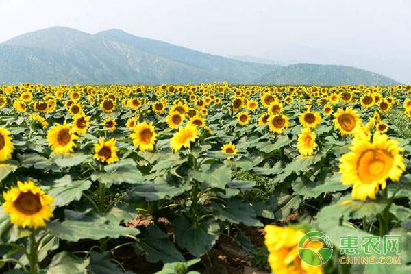 全国葵花价格最新行情,全国葵花价格最新行情指南
