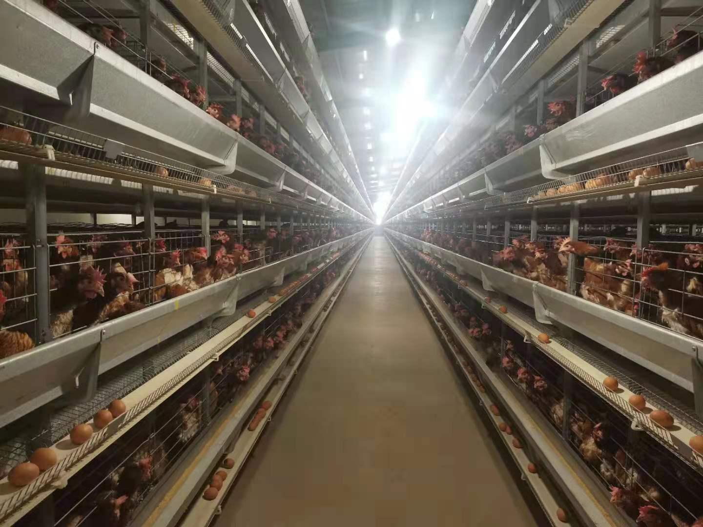 最新牧牛器使用指南与操作概述