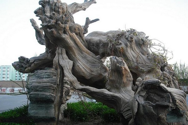 胡杨根雕行情揭秘，一段寻友之旅的温馨故事展开