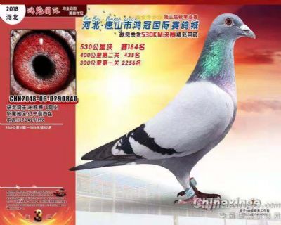 唐山鸿冠公棚最新动态公告揭秘