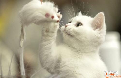 猫咪最新网站探索，巷弄特色小店的无限魅力与隐秘宝藏
