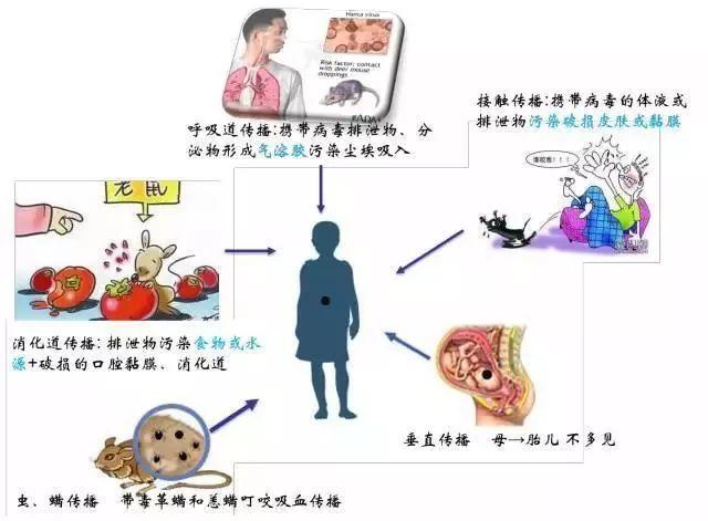 汉坦病毒最新动态与高科技产品介绍