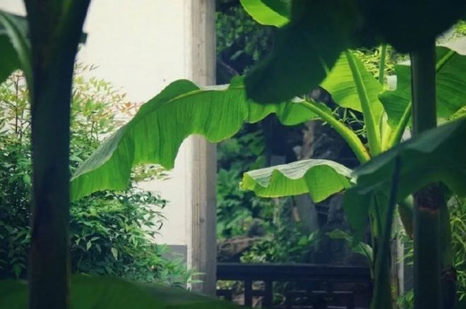 芭蕉雨最新——高科技产品的标杆，改变生活的力量源泉