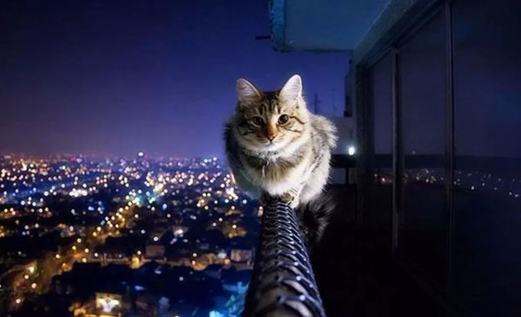 猫咪影最新,猫咪影最新，探索最新猫咪电影，体验猫奴的视听盛宴