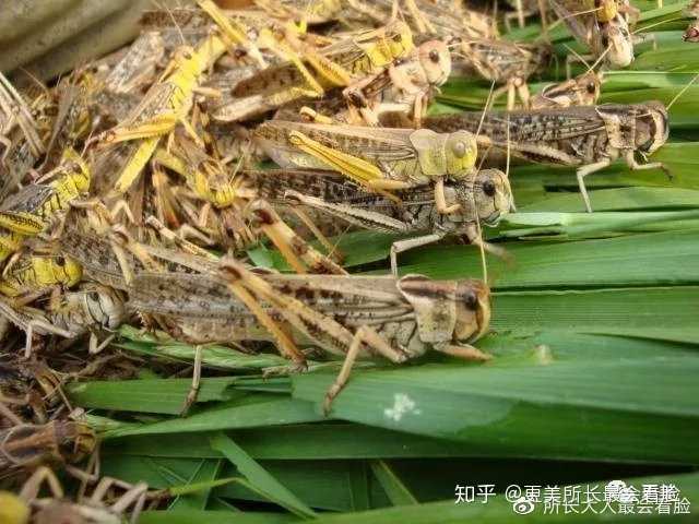 蝗灾最新情况及探索小巷美食秘境的双重报道