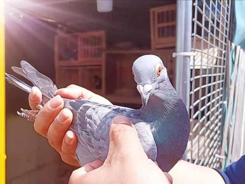最新赛鸽活动参与指南，如何完成赛鸽比赛的详细步骤