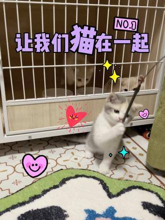 一只猫咪的成长之旅，自信与成就感的蜕变故事