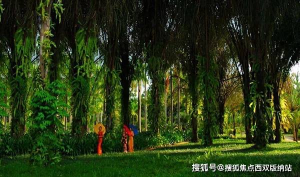 顾清欢辰濯，自然之旅，探寻内心平静的最新章节介绍
