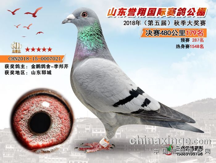 北京金鹏公棚最新动态，翱翔之翼，共创辉煌