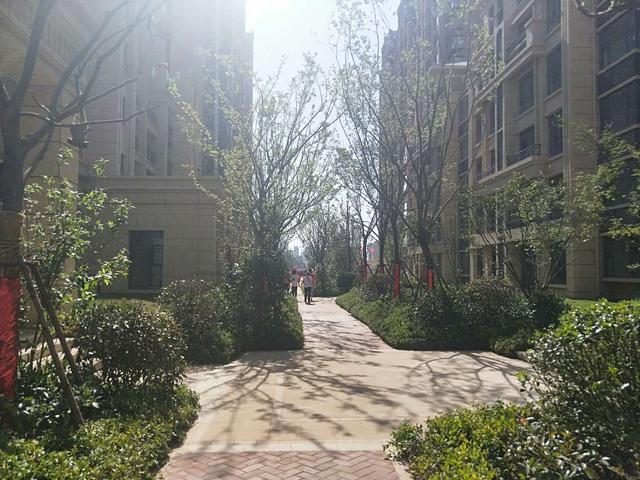 临沂万城花开最新动态，城市发展双刃剑效应分析
