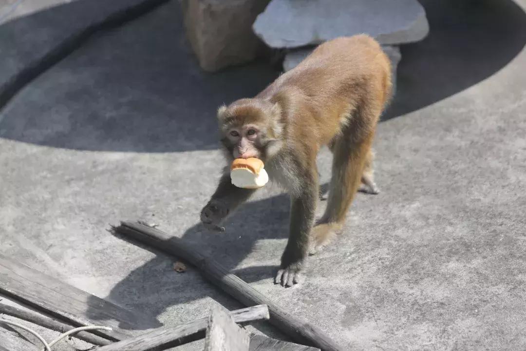 淘号猪的日常趣事大揭秘