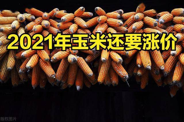 今日玉米最新报价，一场心灵静谧的玉米地探寻之旅