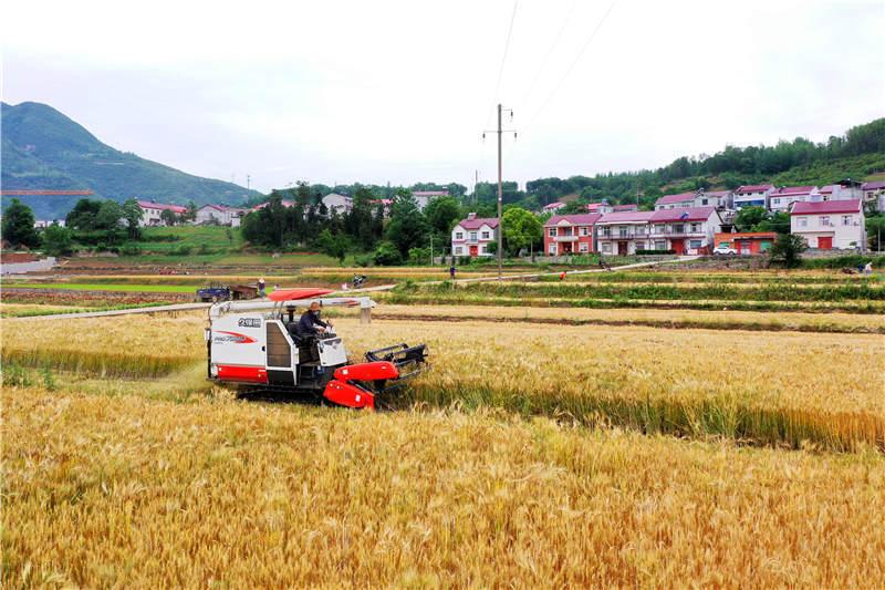 湖北小麦最新价格行情更新🌾