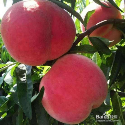 桃的最新品种介绍与赏析