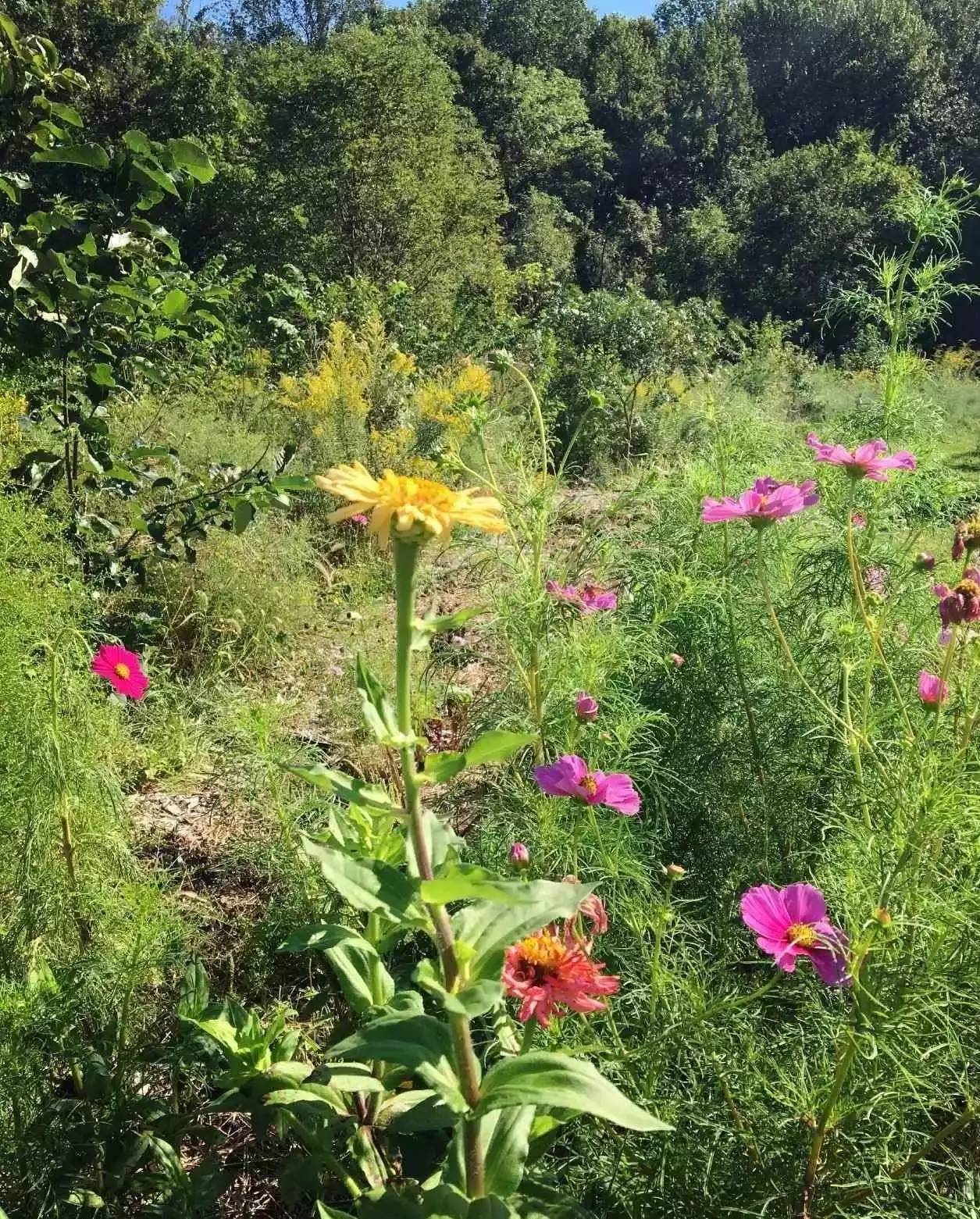 野花最新地址探索，自然之美与生态保护的重要性