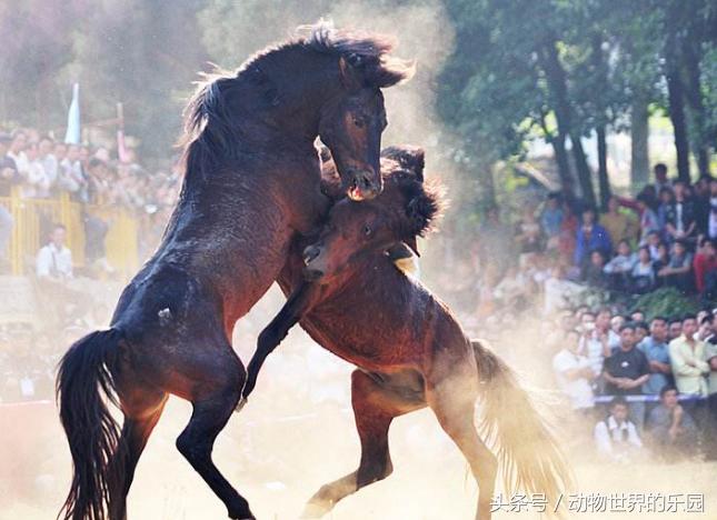 最新斗牛比赛，力与勇的巅峰对决