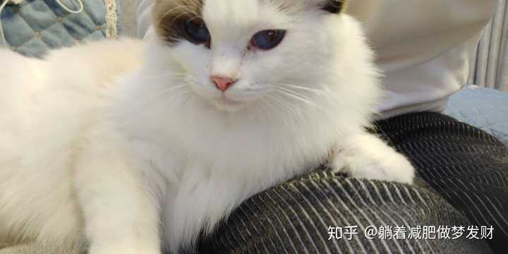 猫咪网最新域名探索与体验之旅