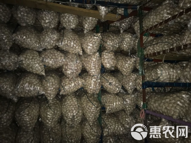 莱芜大蒜最新价格揭秘，小巷深处的蒜香宝藏探秘