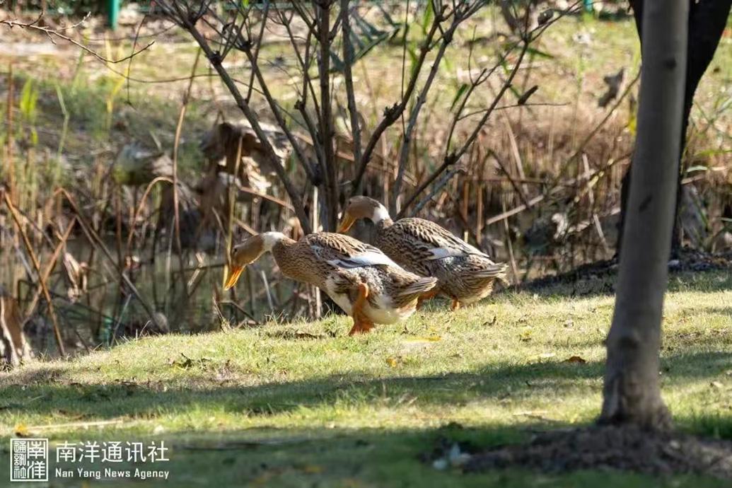 老鸭窝最新网，前沿资讯的汇聚探索地