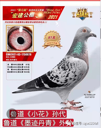 大成赛鸽公棚最新动态更新