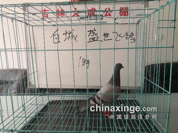 大成赛鸽公棚最新消息与高科技产品揭秘